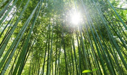 竟然能可以用竹子做高鐵車(chē)廂